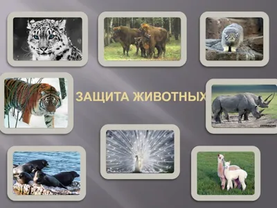 Окружающий мир 3 класс ч.1, тема урока \"Охрана животных\", с.106-111, Школа  России. - YouTube