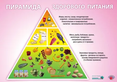 Основы правильного питания — Школа здоровья — ГБУЗ Городская поликлиника 25  г. Краснодара МЗ КК