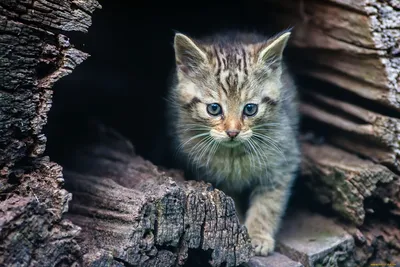 Обои морда, кошка, кот, усы, глаза, взгляд картинки на рабочий стол, фото  скачать бесплатно