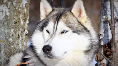 Собаки Хаски (Husky) | обои, картинки на рабочий стол