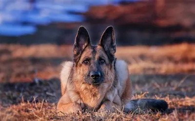 Обои Животные Собаки, обои для рабочего стола, фотографии животные, собаки,  сибирская, хаски, собака, стоя, на, снегу, размытый, фон, заснеженные, горы  Обои для рабочего стола, скачать обои картинки заставки на рабочий стол.