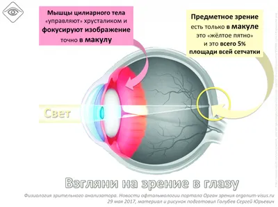 5 Советов как улучшить зрение во время каникул - ГБУ РО «ЦРБ» в  Белокалитвинском районе