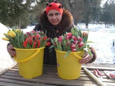 Сколько стоят цветы в Новосибирске накануне 8 марта | Новости – Gorsite.ru