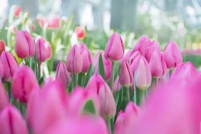 Новости Днепра: Сколько в Днепре стоят цветы накануне 8 марта