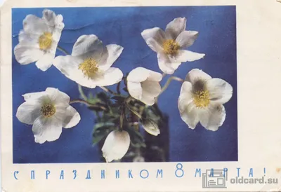 Какие цветы дарить на 8 Марта | ТЕЛЕПОРТ.РФ