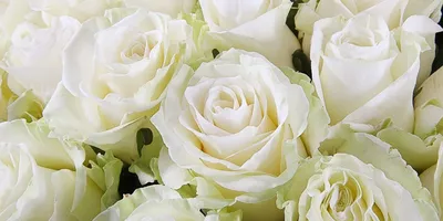 Белые розы в сердце от 41 шт. за 18 890 руб. | Бесплатная доставка цветов  по Москве