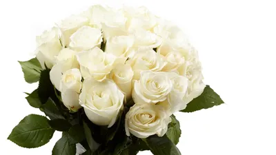 15 белых роз 50 см. - купить с доставкой в Омске - Лаванда