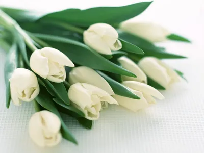 Открытка евро «8 Марта», белые тюльпаны, без отделки — Офисная техника