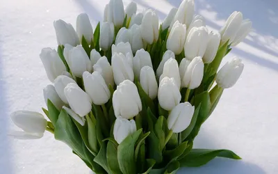 Тюльпаны к 8 Марта − заказать в интернет-магазине flowers-expert.ru −  лучшие букеты в Санкт-Петербурге