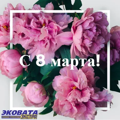 Пионы. Поздравляю всех женщин с 8 Марта!!!! | Пионы, Цветы, Красивые розы