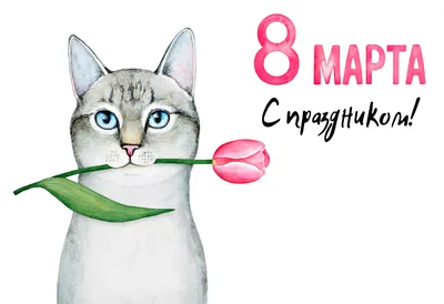 Котоматрица: Я кот Мурзик. Подарок твоей мечты на 8 марта.