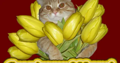 Кружка на 8 марта \"Кот с шариками\" сувенирная, сублимация | оптом в  Санкт-Петербурге