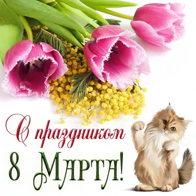 Кот-библиотекарь из Тверской области поздравил женщин с 8 марта - KP.RU