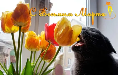 КОТЫ и ЦВЕТЫ к 8 МАРТА. По страницам котоальманаха \"Коты через века\".