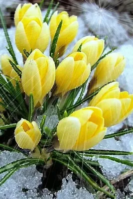 8 марта | Beautiful flowers, Amazing flowers, Spring flowers