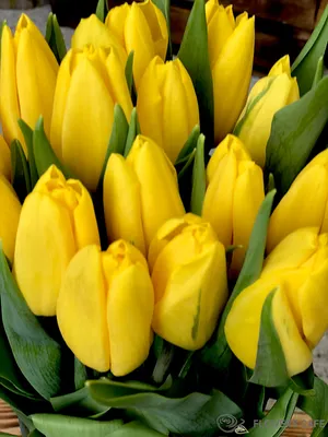 Букет из 25 желтых тюльпанов купить в Березе, закажи, а мы доставим.
