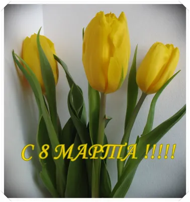 Можно ли дарить желтые тюльпаны на 8 марта. Почему желтые тюльпаны вестники  разлуки? | Блог МаX | Дзен