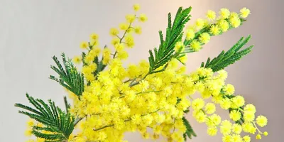Весна всегда: букет желтых тюльпанов с синими ирисами по цене 9198 ₽ -  купить в RoseMarkt с доставкой по Санкт-Петербургу