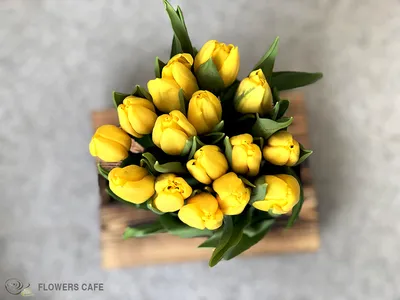 Фотографии 8 марта роза желтые Цветы Праздники 2560x1629
