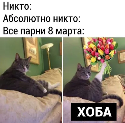 C 8 марта дорогие любительницы... - Смешные коты/ Funny cats | Facebook