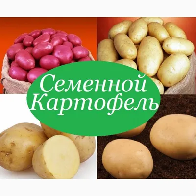 Лучшие сорта картофеля в фотографиях с описанием качеств | Sadfler | Дзен