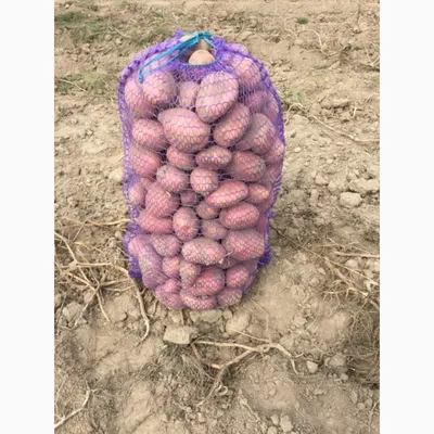 Продам товарну картоплю, сорт Альвара — Agro-Ukraine