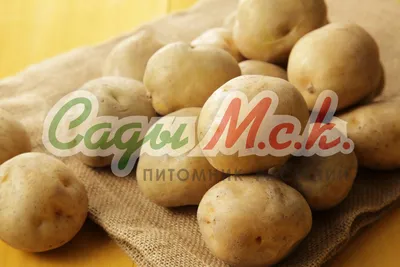 Беккер Казахстан on Instagram: \"😋 Чемпион вкуса — картофель с желтой  мякотью😍👍 📌В этом предложении собраны сорта картофеля с желтой мякотью,  именно такой овощ при приготовлении придает аппетитный теплый цвет пюре.  📌Знакомьтесь,