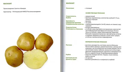 Продам крупный картофель ручной переборк, Черниговская область: Картофель  на Agronet