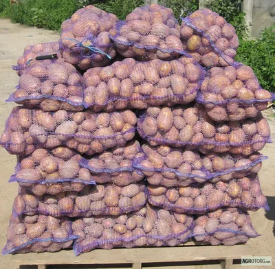 Продам СЕМЕННОЙ картофель с Голландии и Германии от производителя —  Agrotorg.Ko