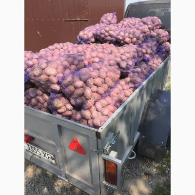 Продам товарну картоплю, сорт Белла Роса, Альвара, Аладін — Agro-Ukraine