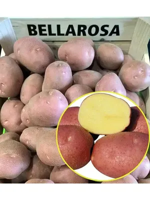 БЕЛЛАРОЗА / БЕЛА РОСА / BELLAROSA - Картофель | Агроном.Инфо