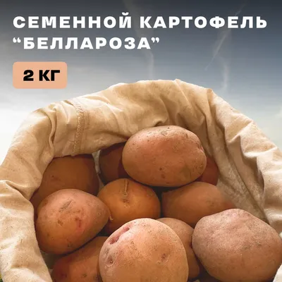 Продам картофель сорт белая росса славянка — Agro-Ukraine