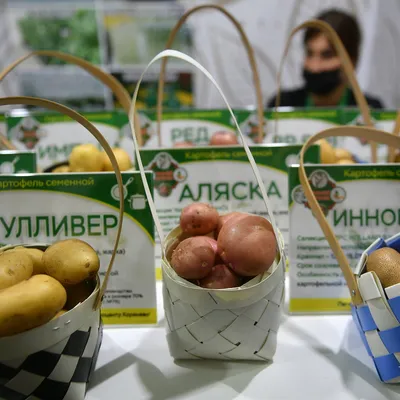 Продам/купити картофель со склада Белая роза Ривьера — Agro-Ukraine