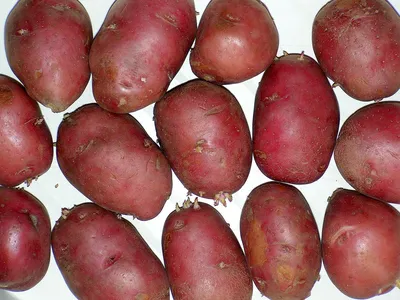 Файл:Solanum tuberosum Rosalind20100329 02.jpg — Википедия