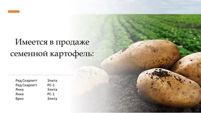 Продажа - Картофель продовольственный Скарб, Жуковский, Манифест, Удача,  Бриз, Уладар