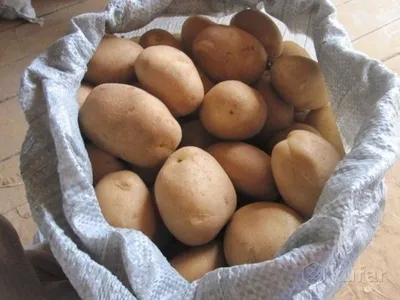 Картофель бриз фото фотографии