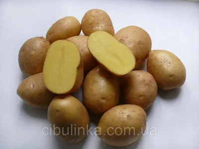 Германия. Картофель семенной сорт Джелли среднеранняя 1 кг (ID#1559713164),  цена: 50 ₴, купить на Prom.ua