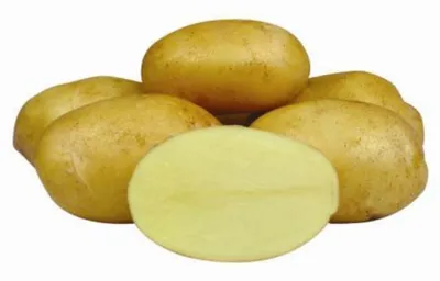 Продаю картошку с поле сорта Джелли: Договорная ➤ Картошка | Каракол |  70472992 ᐈ lalafo.kg