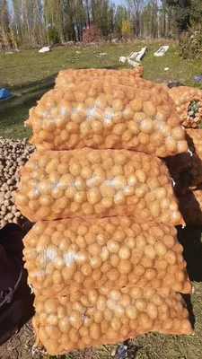 50 сортов картофеля для средней полосы | Деревенькадзен | Дзен