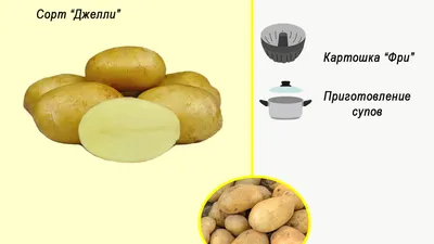 Картофель Леони (Leoni) | Сорта картофеля