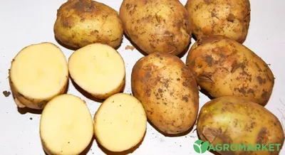Картофель сорт Желе вкусная С доставкой: Договорная ➤ Другие овощи | Маевка  | 53283558 ᐈ lalafo.kg