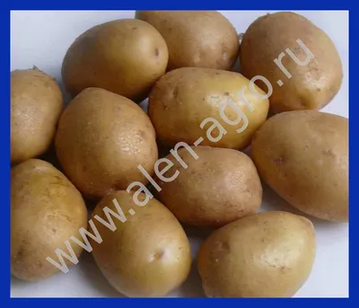 Картофель ДЖЕЛЛИ, сорта картофеля, семенной картофель