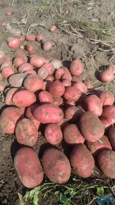 Грузинский кооператив «Элита» планирует испытать 20-25 новых сортов  картофеля • EastFruit
