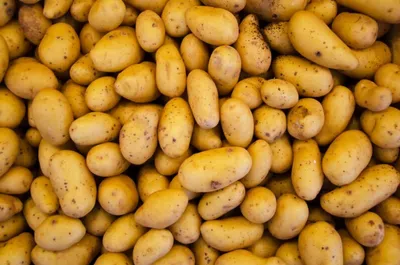 Картофель — Википедия