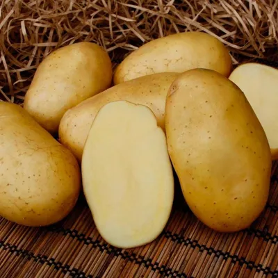 Продаю картошку с поле сорта Джелли: 20 KGS ➤ Картошка | Каракол |  103920011 ᐈ lalafo.kg