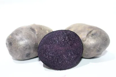 Сорта картофеля, устойчивые к засухе, тестируют в Нидерландах • EastFruit