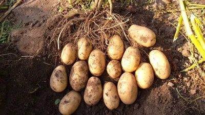 Украинские селекционеры вывели сорта фиолетового картофеля - LANDLORD