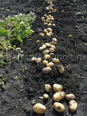Новые фитофтороустойчивые сорта картофеля - мои отзывы | Сайт о саде, даче  и комнатных растениях.