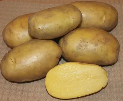Сорта картофеля - Жуковский ранний Голубизна Никулинский