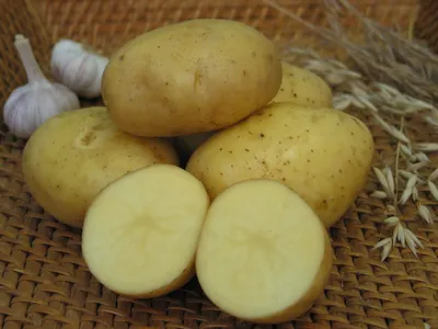 Северо-американские сорта картофеля в России - Страница 2 - Дачный форум:  дача, сад, огород, цветы.
